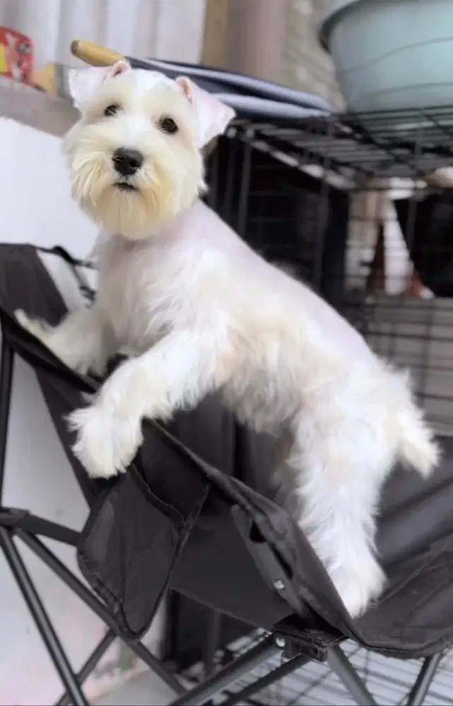 Jual mini shaunzher murah