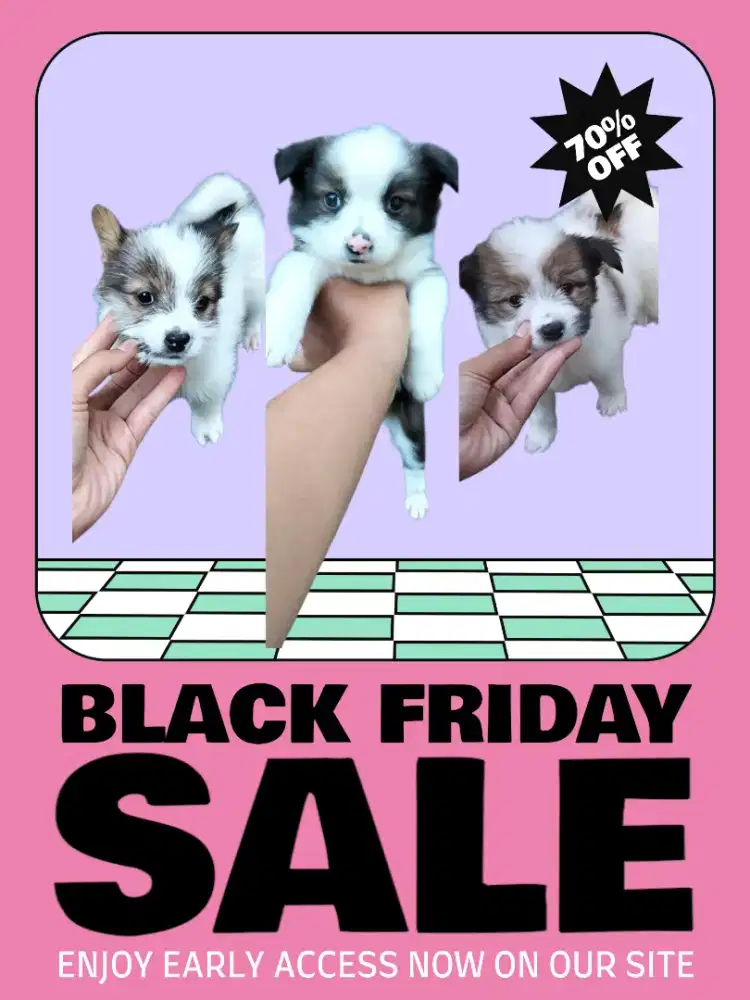 Shipom ( shitzu mix pom )