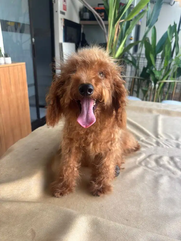 Jual mini red poodle murah