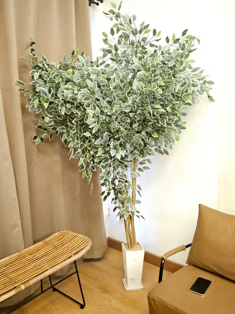 Pohon Beringin 2m + tipe lebat premium