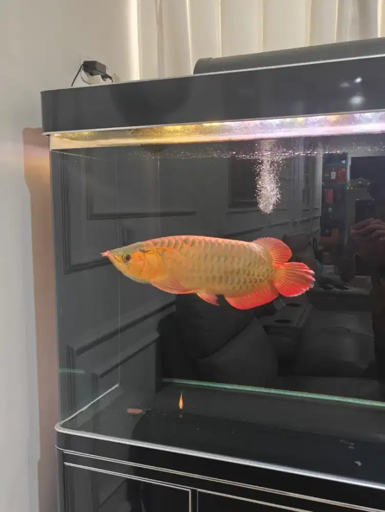 Arwana super red shot body jumbo 60cm sdh keluar merah nya sertifikat