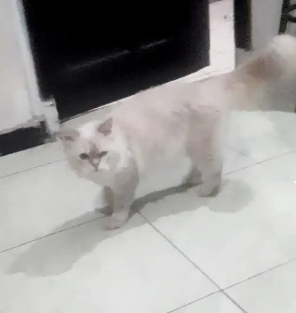 Persia Himayala Jantan Birahi