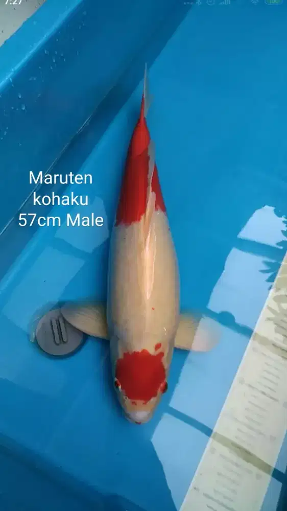 Ikan koi blitar maruten Kohaku jumbo 59cm Jantan