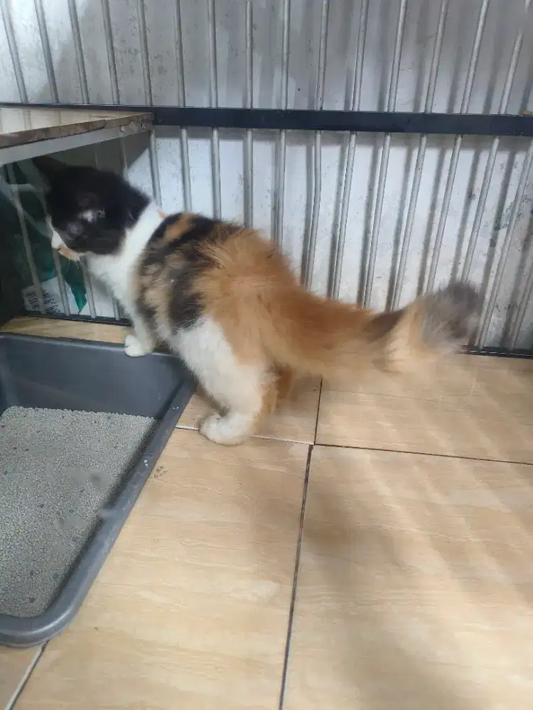 Persia 3 bulan betina