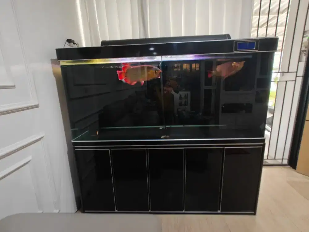 Dijual aquarium besar beli di ace hardware plus 2 Arwana super red