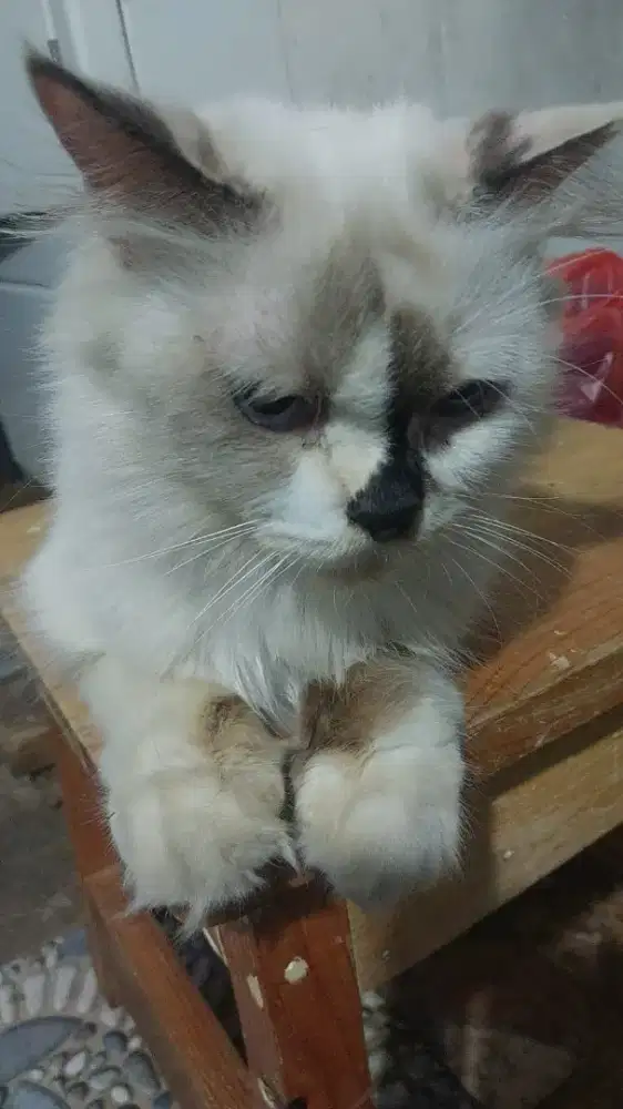 kucing himalaya betina