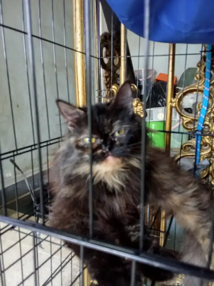 Kucing Persia flatnnose 9bulan beserta kandang