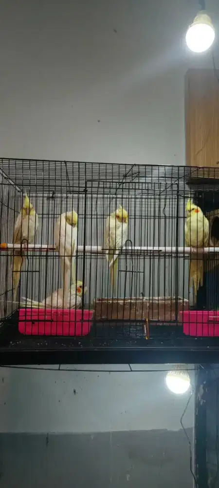 Falk lutino sepasang siap ternak