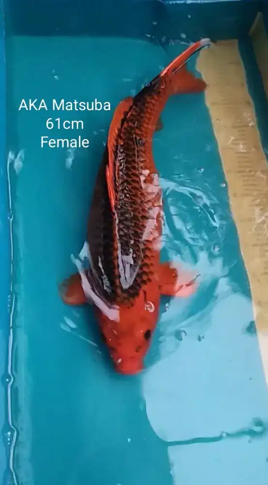 Ikan koi blitar aka Matsuba jumbo 61cm