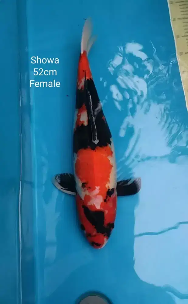 Ikan koi blitar Showa 52cm Female