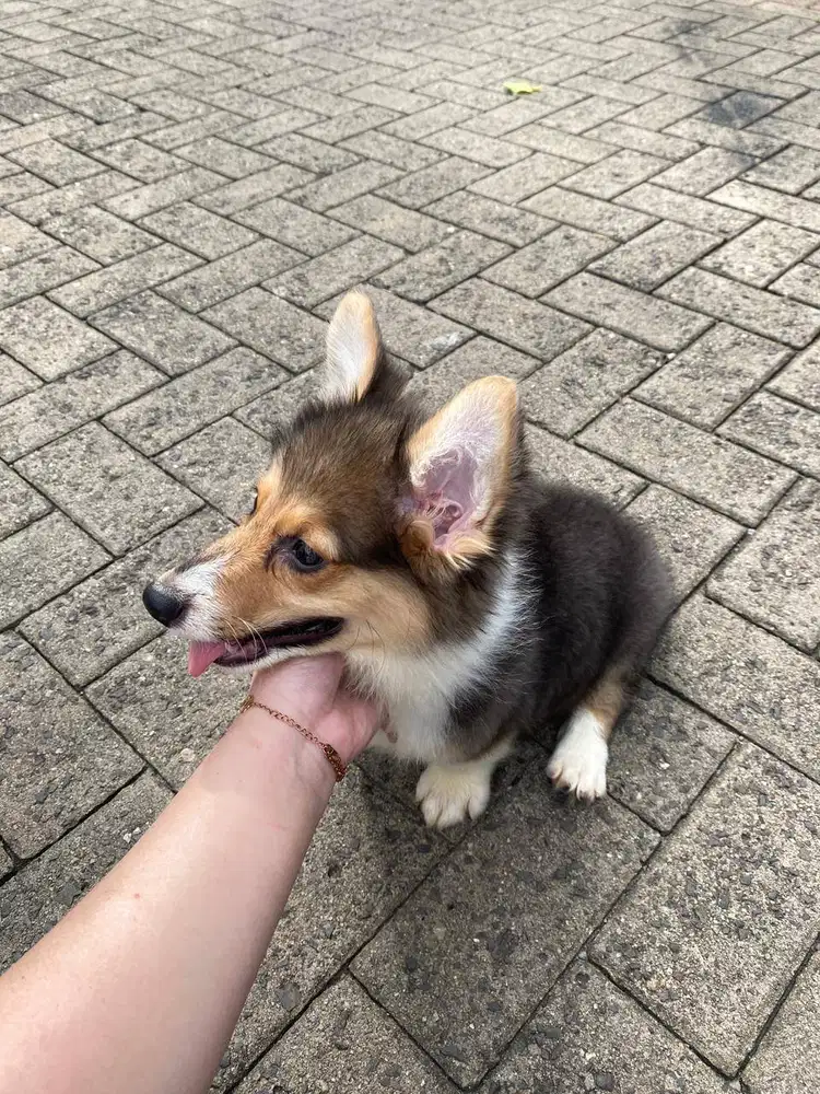Dijual anak anjing puppy Corgi jantan \ male 3 color stambum long hair