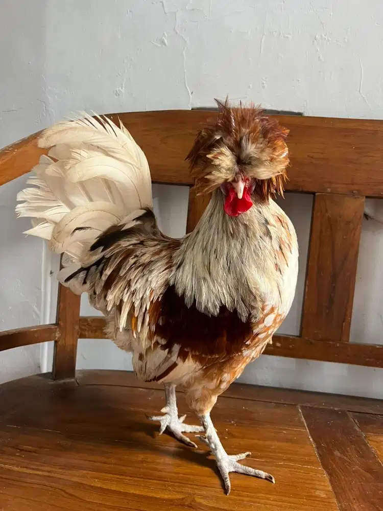 Ayam poland, ayam polan, ayam polandia, ayam jambul