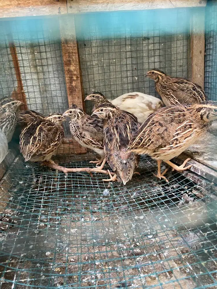 Puyuh produksi aktif +- sudah bertelurnya 4mingguan