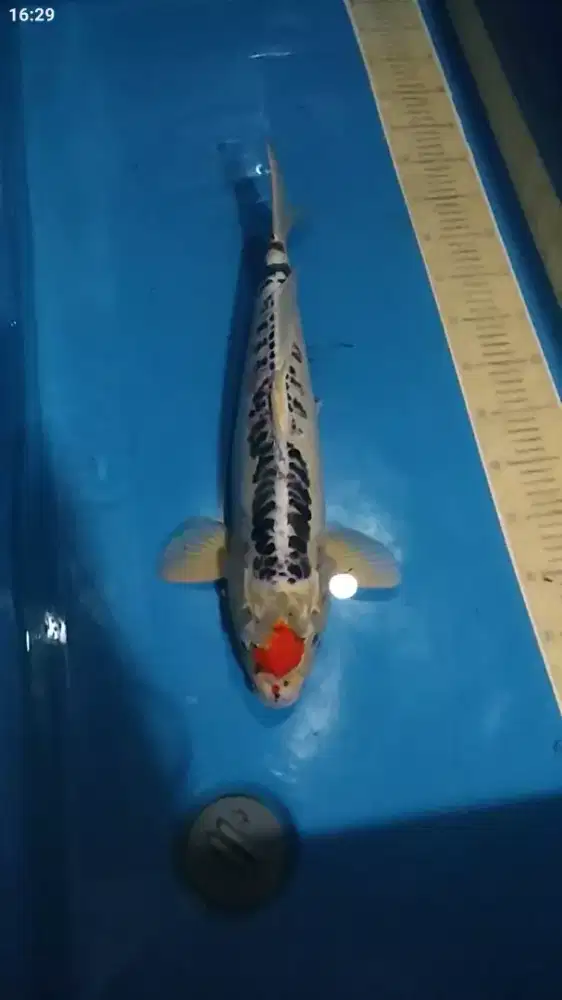 Ikan koi blitar Tancho Kujaku Doitsu 49cm Jantan