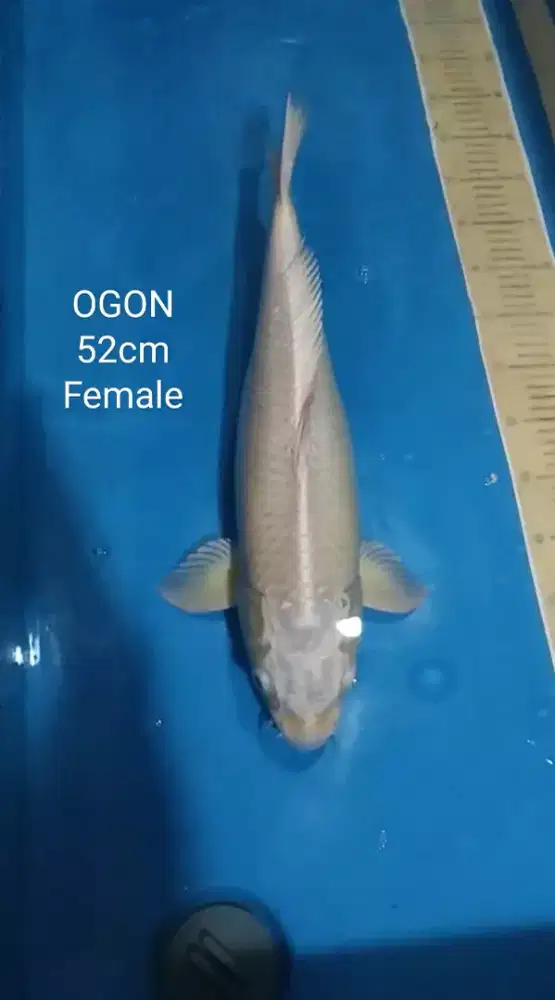 Ikan koi blitar ogon platinum 52cm female