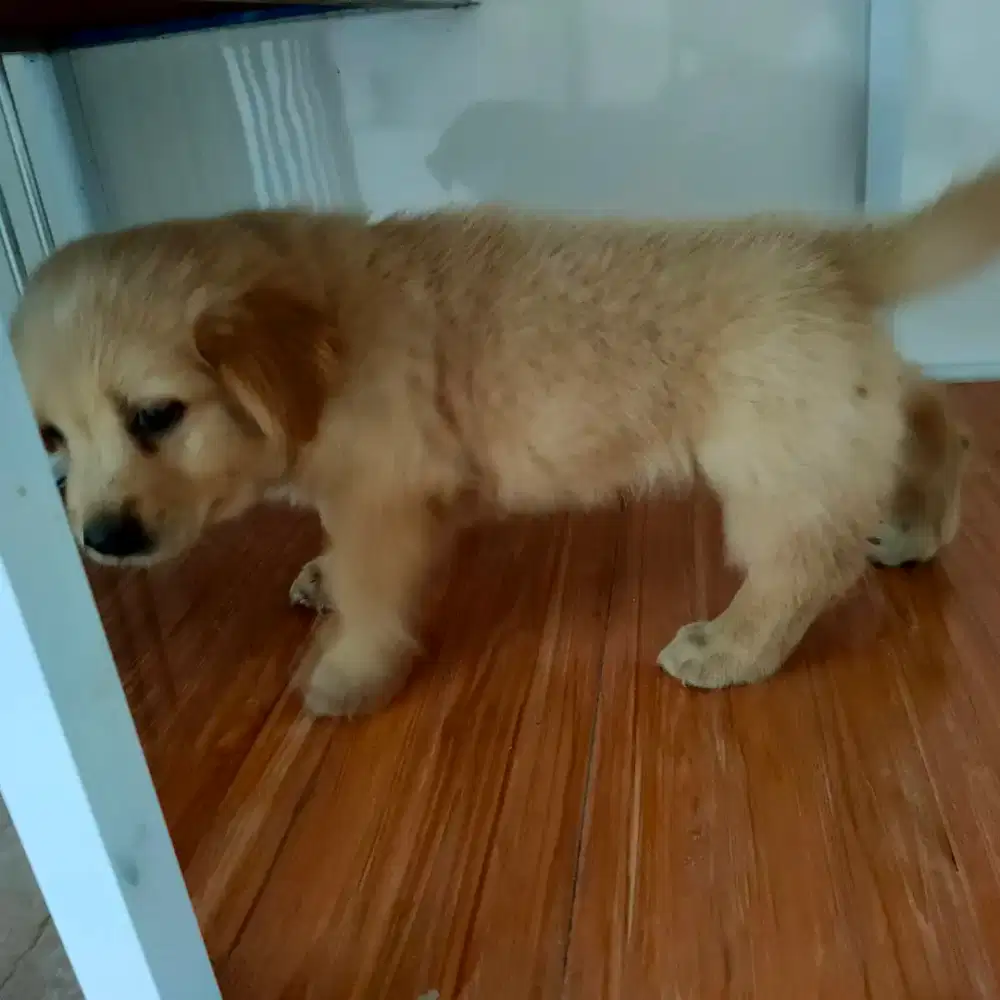 Anjing golden retriever