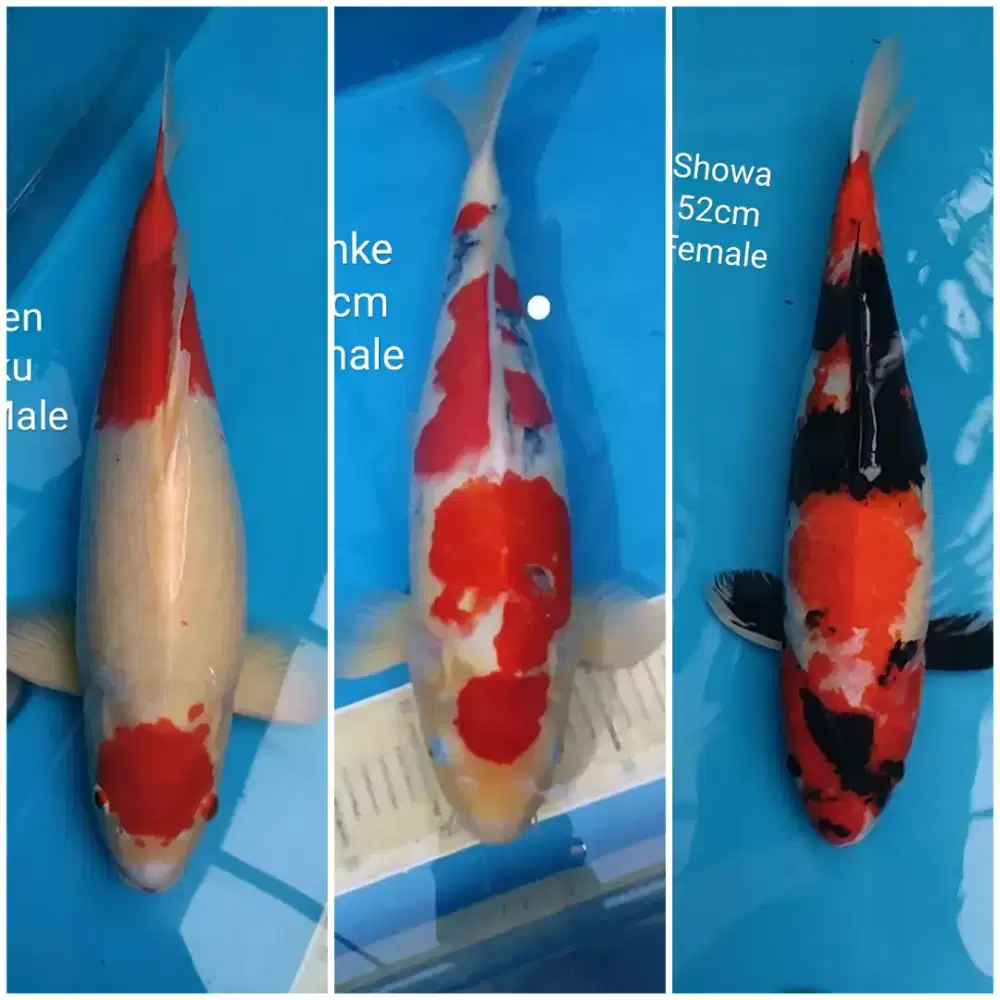 Ikan koi blitar paket Gosanke ,kohaku Sanke Showa