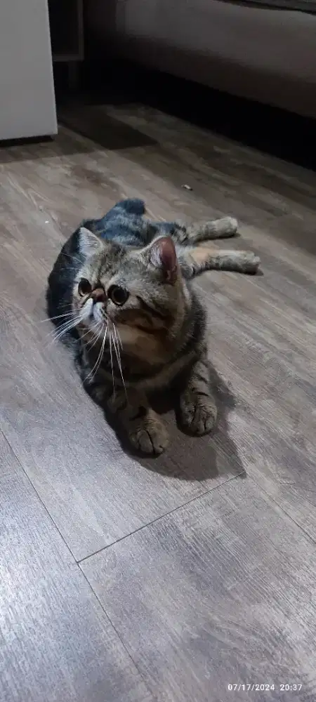 Kucing Jantan Exotic Shorthair