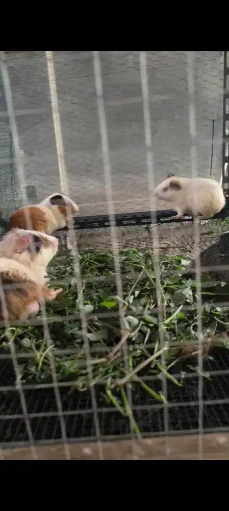 Marmut indukan 6 ekor