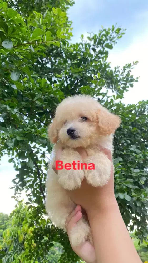 Apricot Toy Poodle Pure Breed ( Male & Female )