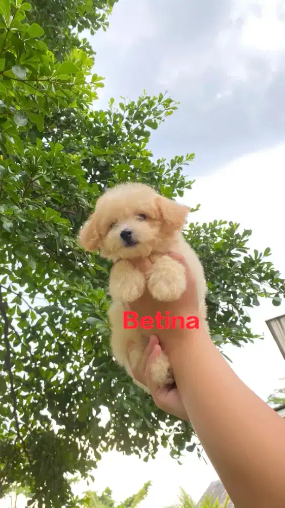 Apricot Toy Poodle Male & Female