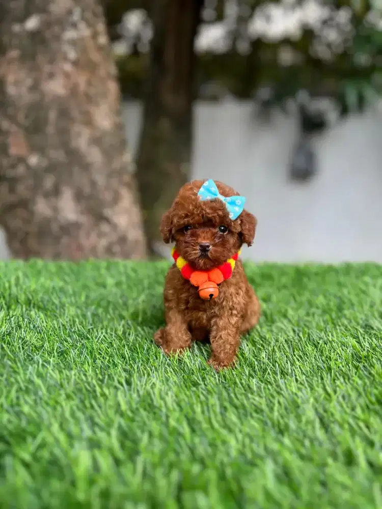 Poodle tea cup kecil