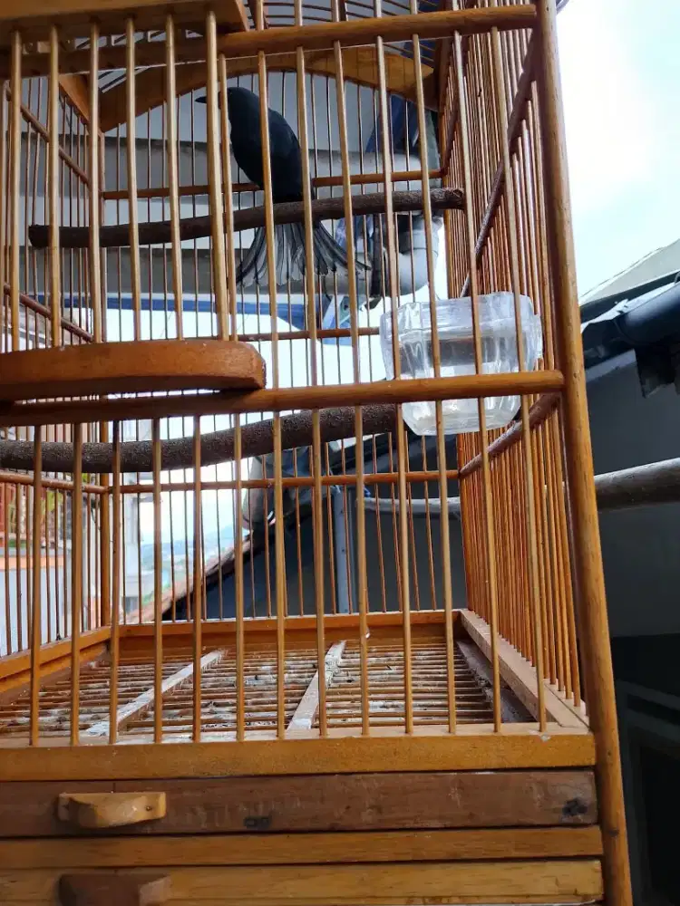 Burung Srigunting abu plus kurung