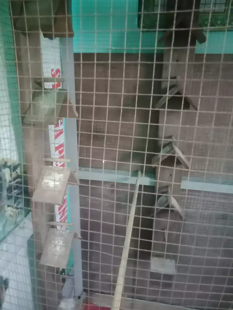 Jual sangkar ukuran besar cocok buat ternak kan burung apa pun