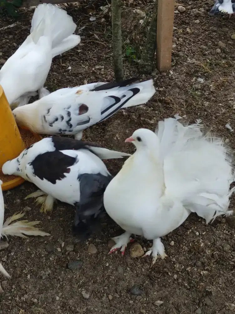 Merpati kipas dan merpati biasa.