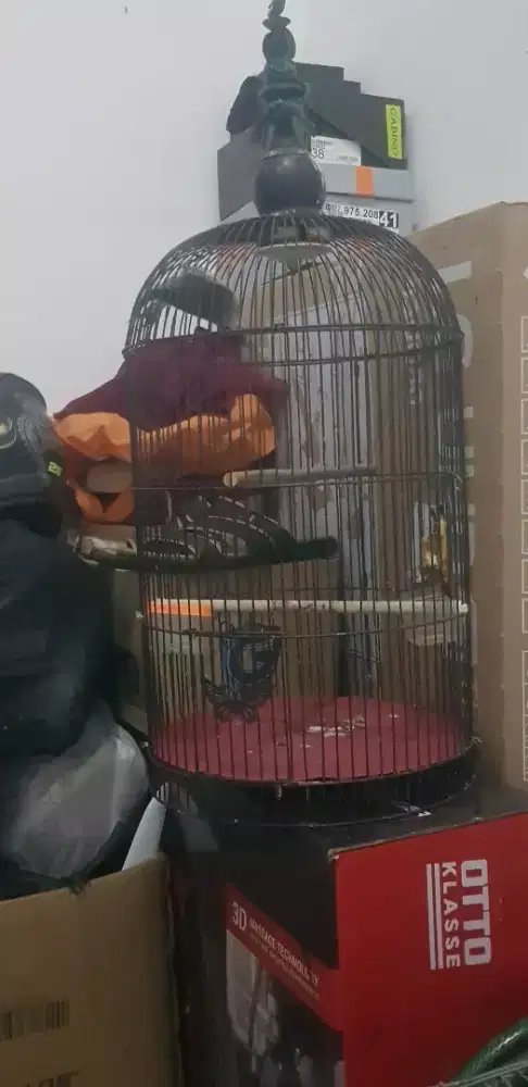 burung kutilang fullset sama kandang