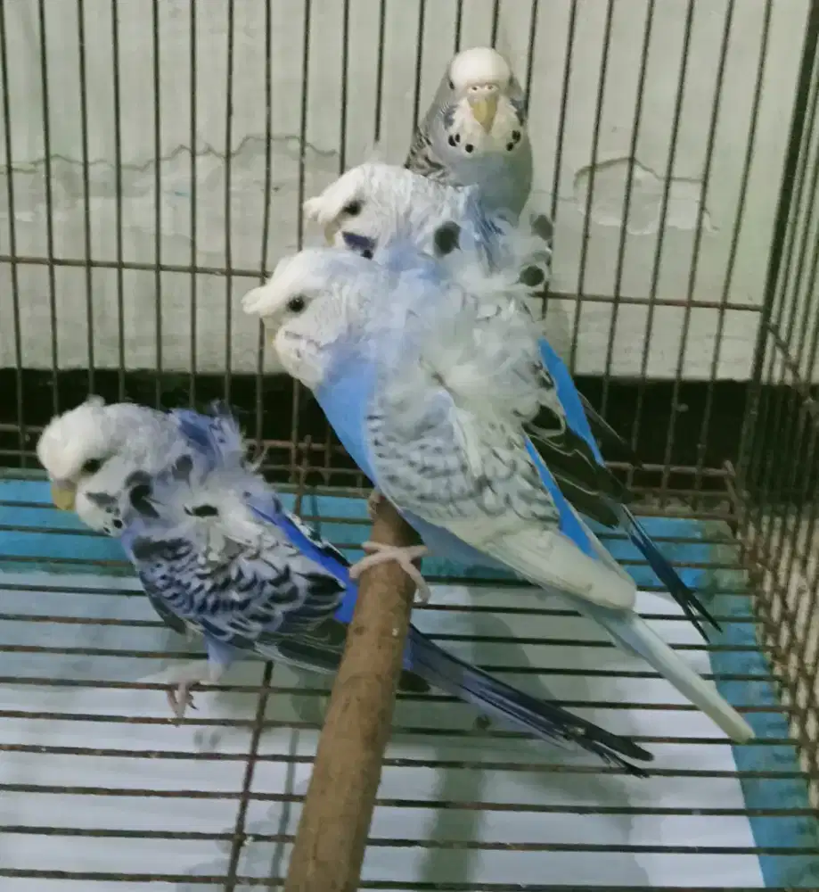 Parkit Hagoromo Jepang