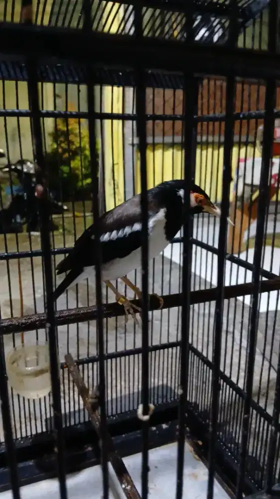 Jual cepat jalak uret gacor full