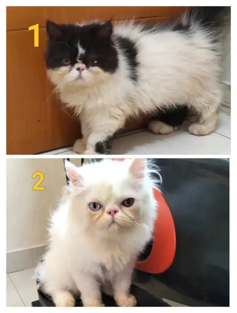 Peaknose 6 bln sehat terawat