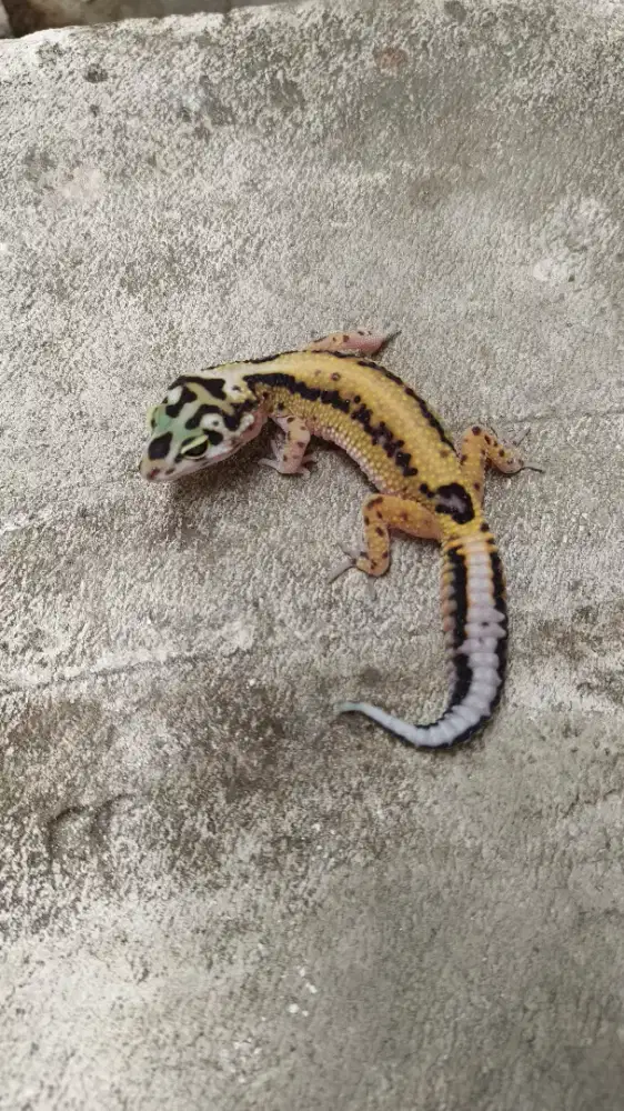 [1]Gecko Bold Stripe 40k