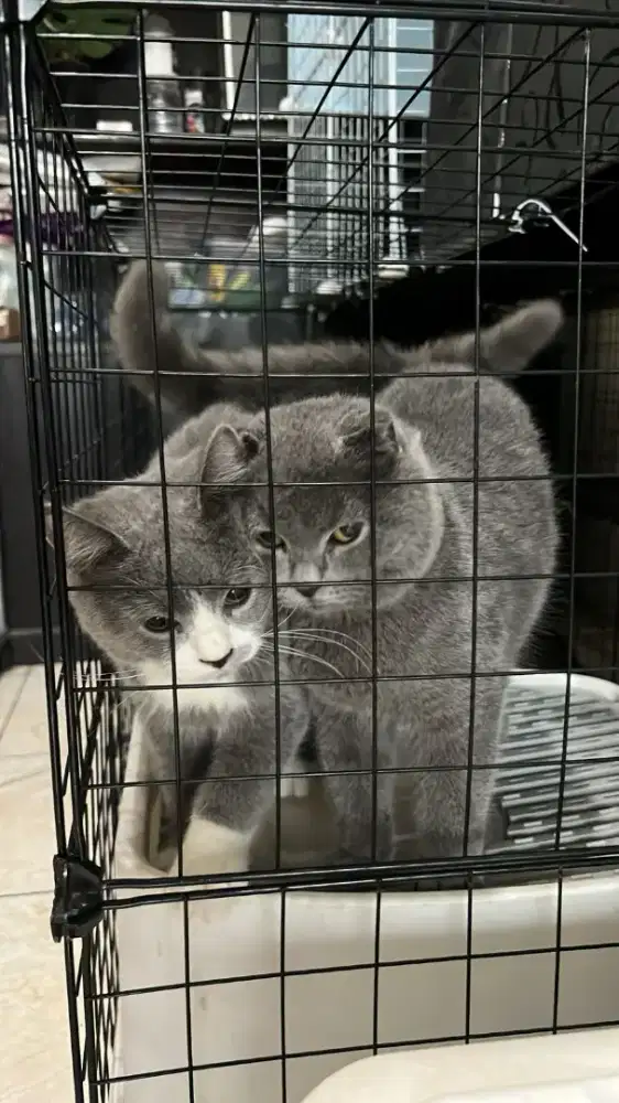 LEPAS ADOPT,BSH BICOLOR X BSH SF