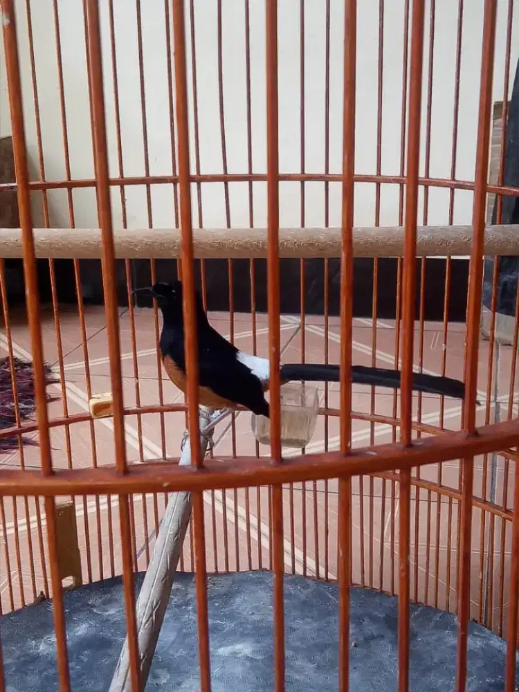 Murai batu rajin bunyi burung aja