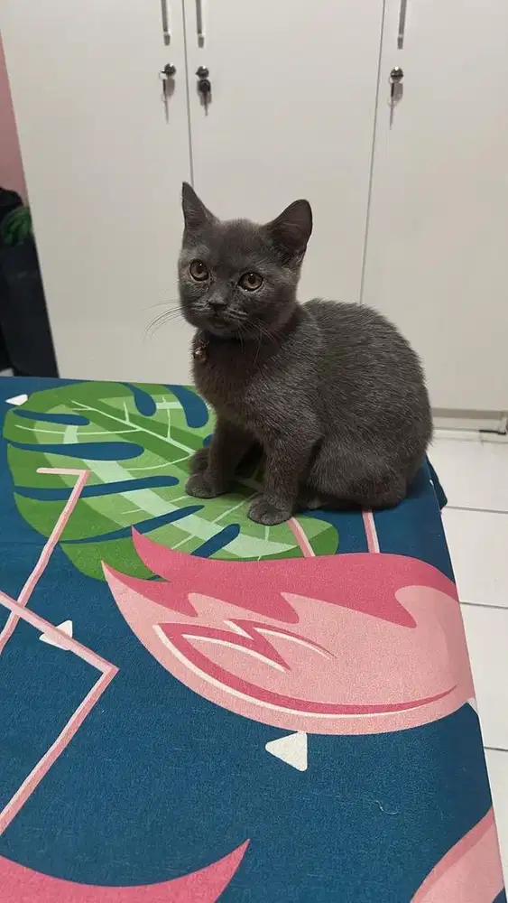 British Shorthair Kitten