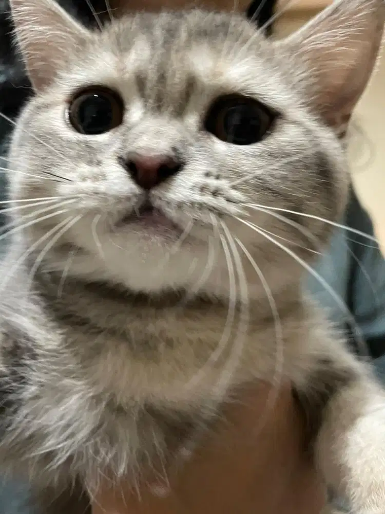 Kucing Scottish Straight Abu Betina Shorthair