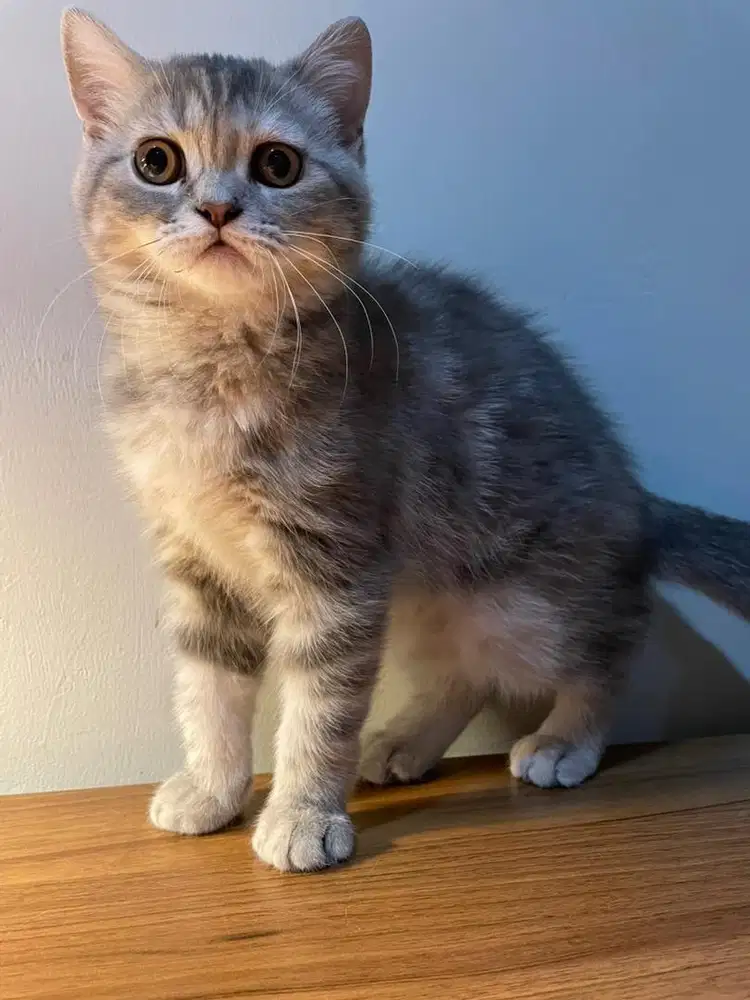 Kucing Scottish Straight Abu Betina Shorthair