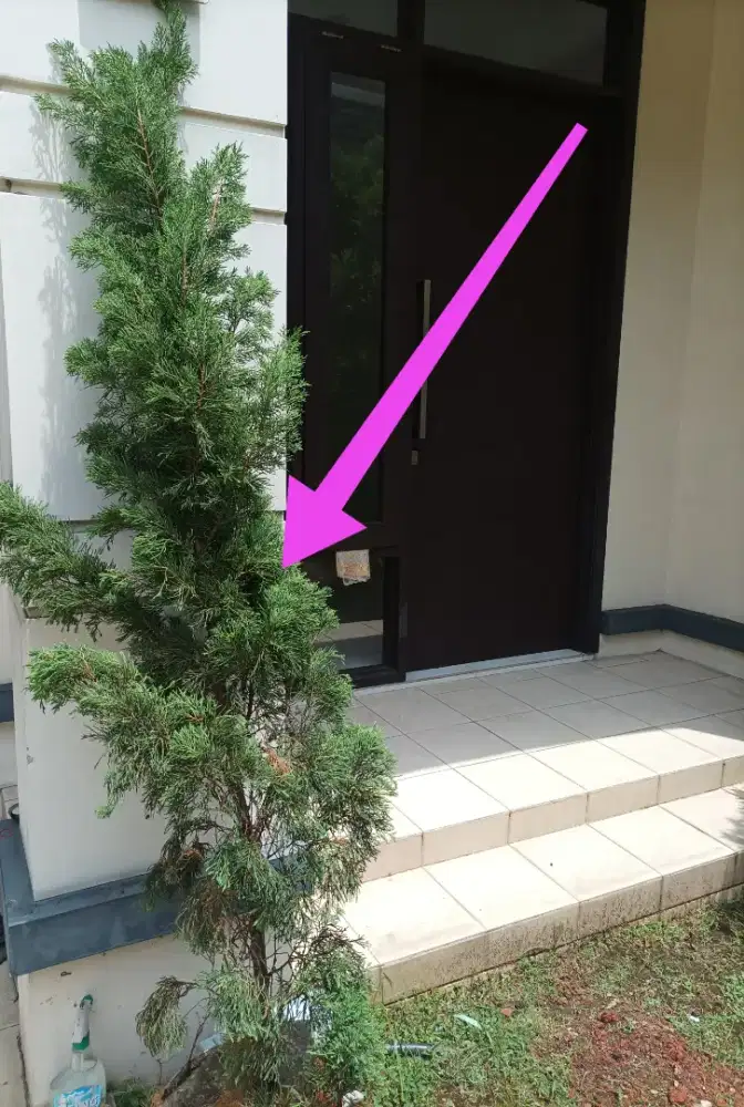 Satu 1 Pohon Cemara Pot Hidup Seger Subur