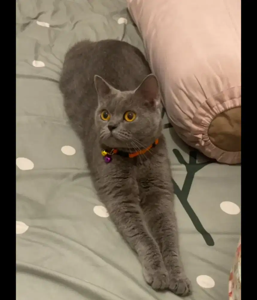 BSH pure 1,5 tahun cew