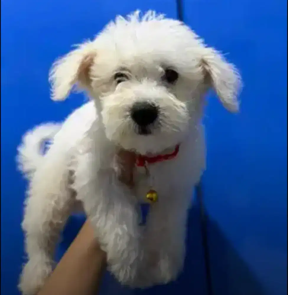 Anjing Bichon mix Miniatur Schaunzer snowy betina