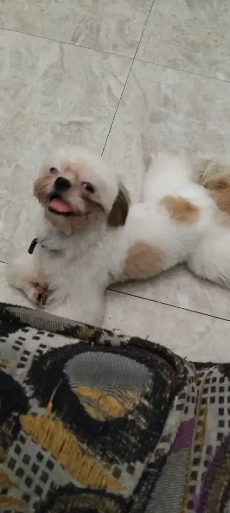 Anjing shitzu betina remaja