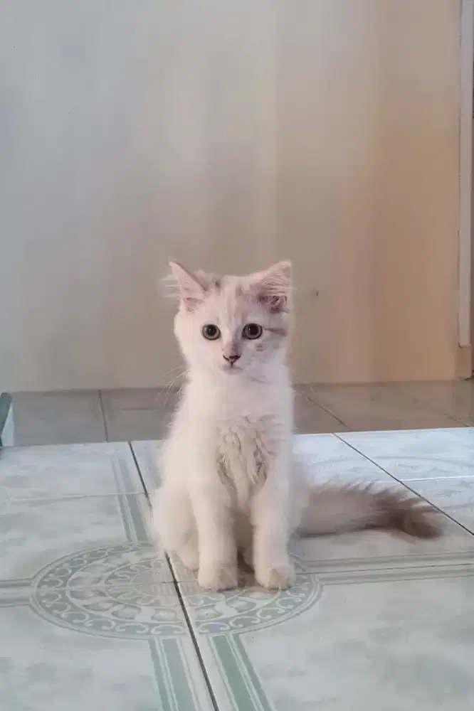 Kucing Persia Betina