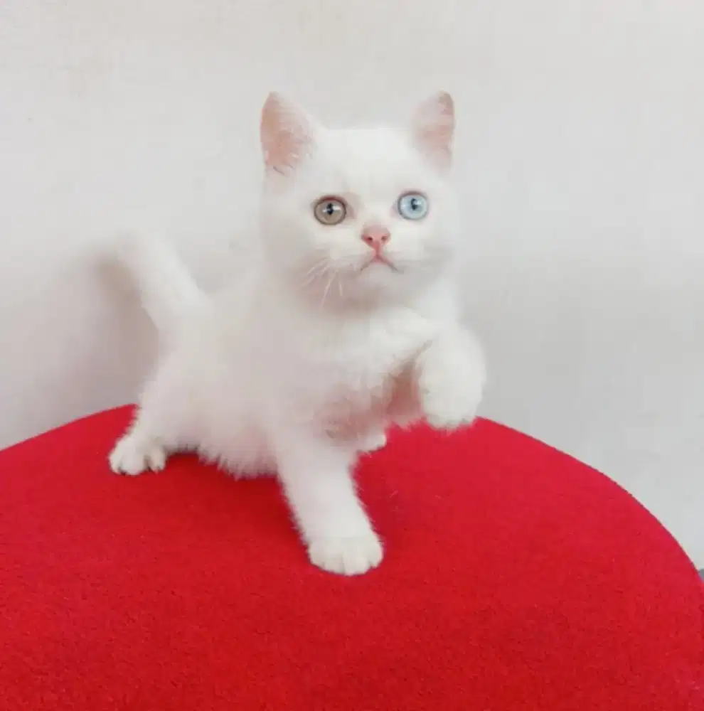 BSH White Solid Jantan Odd Eye