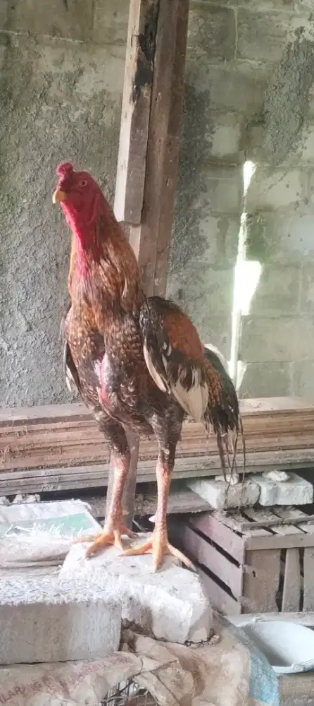 Ayam Shamongon , babon shamo + pacek mangon