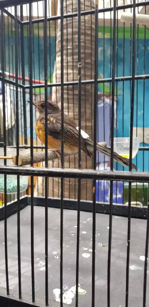 Burung Murai trotolan , kenari gacor dll