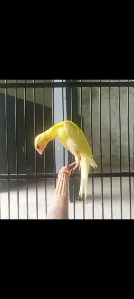 Faut gbsf x sf 2 ekor