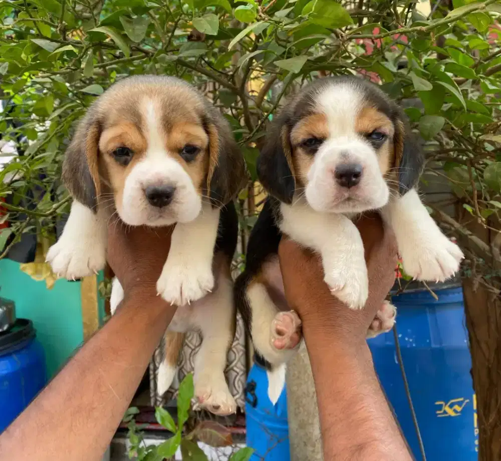 DIJUAL ANAK ANJING BEAGLE