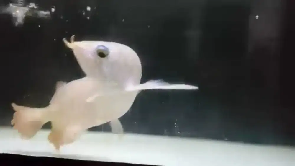 Arwana super red +Aquarium